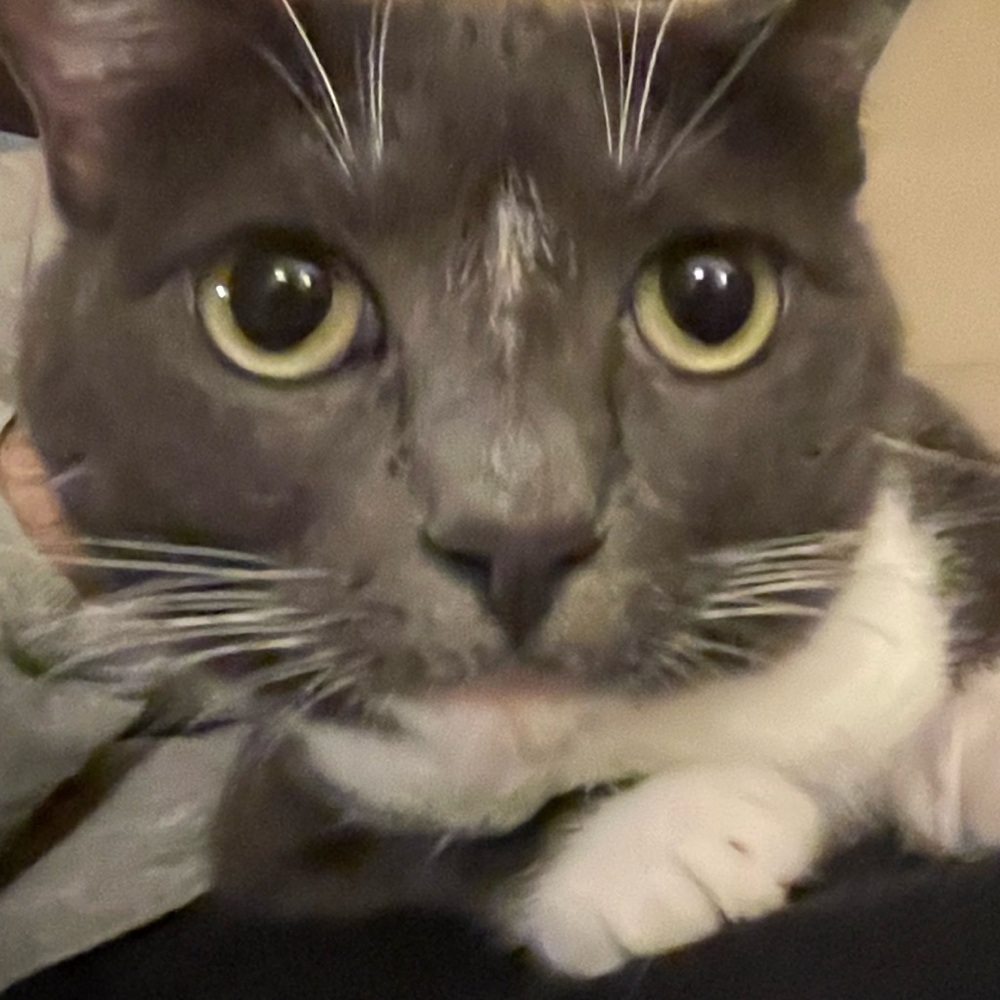 Meet your Posher, Sydney